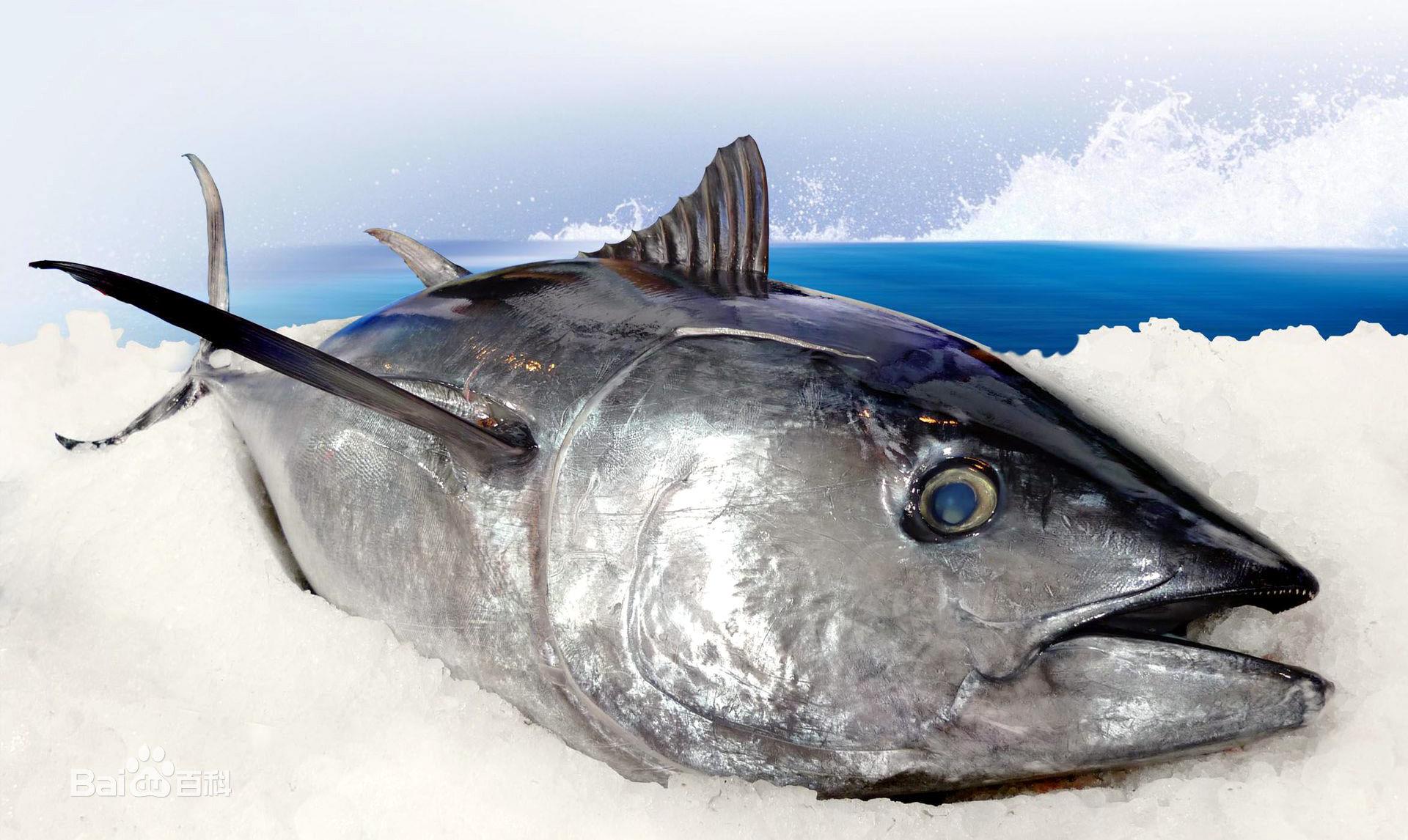 Ferraris Of The Ocean-Tuna